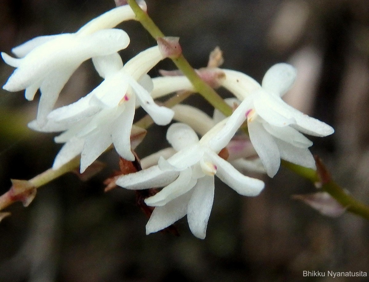 Podochilus sp.